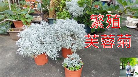 門前種芙蓉|【請問】門前種植的植物